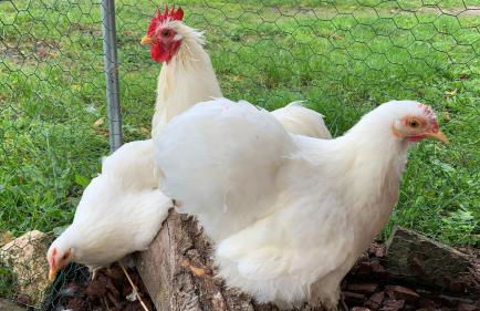 Vrijstaand vakantiehuis La Piccigliana - 6 personen - Foto 38