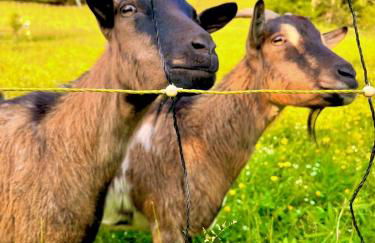 Appartement dans maison familiale - Foto 28