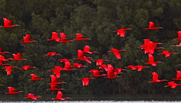 Observez des ibis rouge