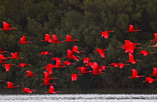 Visite du sanctuaire des oiseaux de Caroni - Photo 2