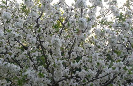 Rincón del Valle del Jerte - Foto 31