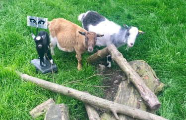 Clover Lodge - Foto 8