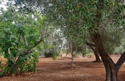 Casa Trullo Bianco: Casa Vicino - Foto 36