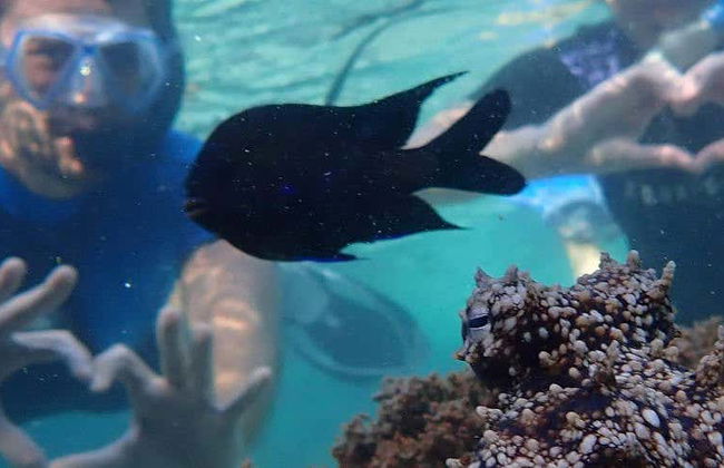 Porto dos Frades Snorkelling - Foto 1