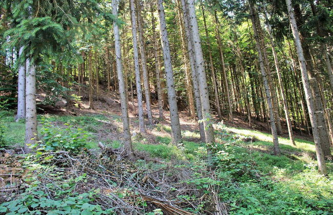 Cozy Apartment in Köttmannsdorf near Lake - Photo 43