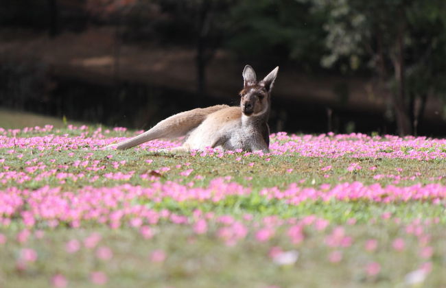 Marima Cottages - Photo 21