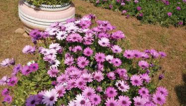 Monica's Country House - Foto 5