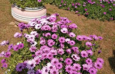 Monica's Country House - Foto 5