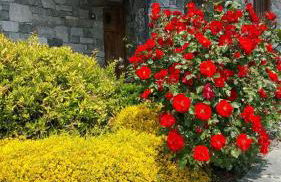 Appartamento Fleur Des Neiges - Foto 20