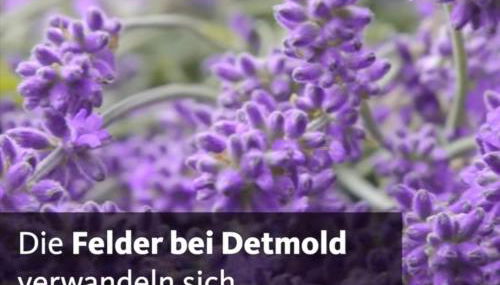 Detmolder Loft 3 - Foto 5