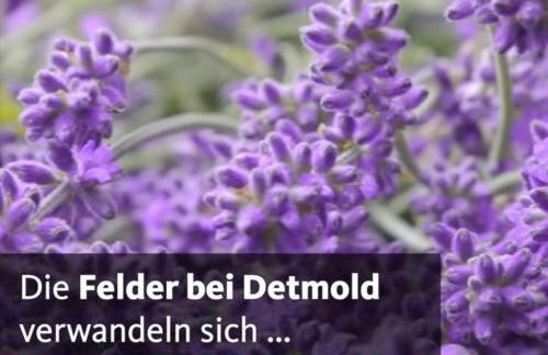 Detmolder Loft 3 - Foto 5