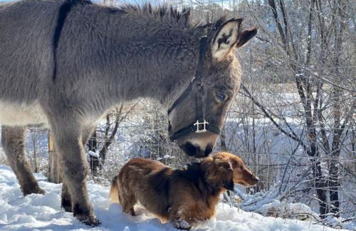 Artistic Garden Casita on Organic Farm in New Mexico - Foto 29