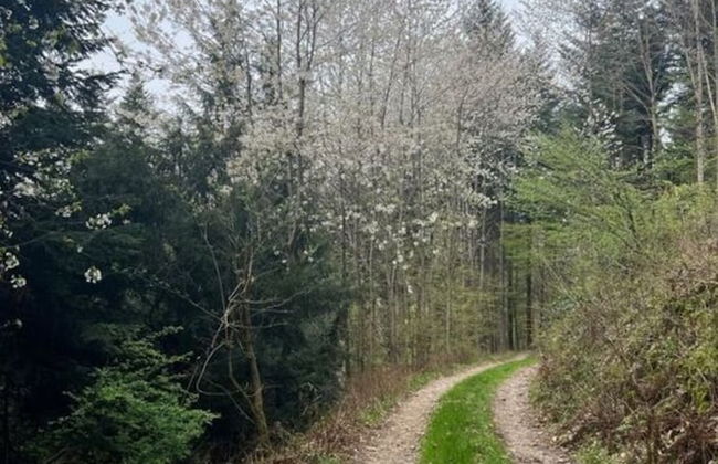 Uitzicht op het Zwembad - Foto 21