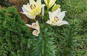 The Prancing Pony Guest House at Edendell - Foto 41