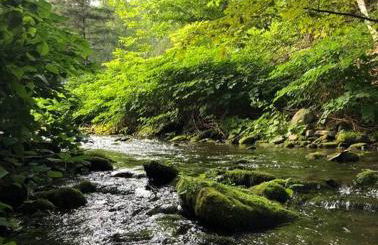 Stream House (The Lorca, Catskills) - Foto 9