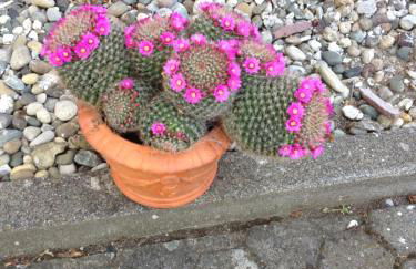 FeWo Schwalbennest - Foto 21