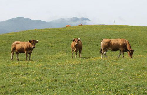 Casa de Aldea en el concejo de Nava, en el centro de Asturias - Foto 32