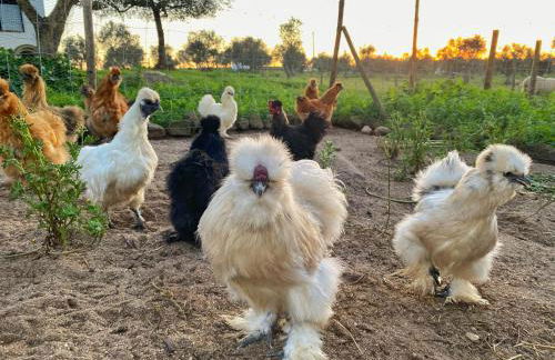 Quinta da Tapada de São Pedro - Foto 50