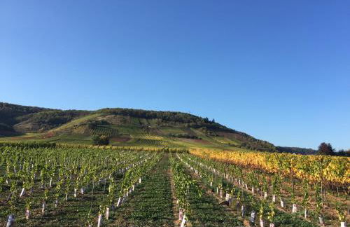 Ferienwohnungen Fuhrmann-Burg - Foto 51