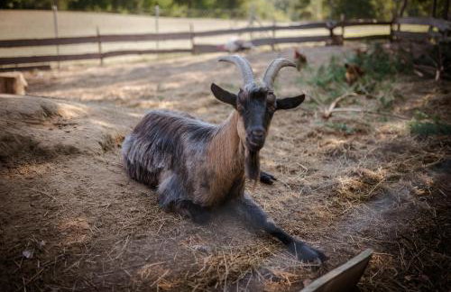 Niezapominajka - Foto 24