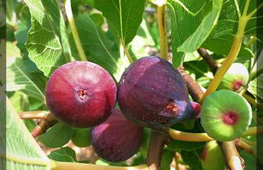 Apartmani Harmonija - Foto 25