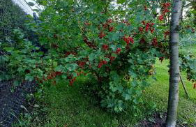 domek Lawendowy na wiejskiej - Foto 30