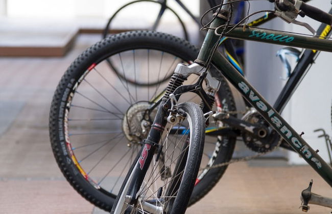 WINK Quiver Tree - Foto 52