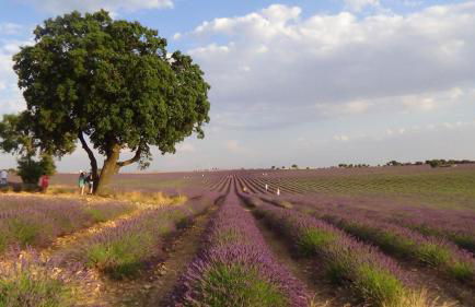 Spa y Casa Rural Rio Dulce - Foto 29