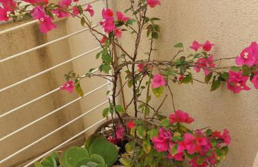 Kora Eco Residence - Foto 24