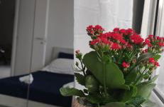 Casa Gimaga - Foto 3