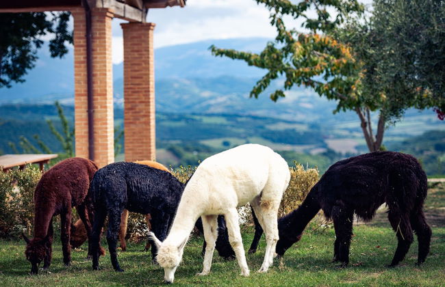 Agriturismo Il Beccafico Alpaca - Foto 19