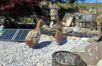 Cosy Cornish Cabin - Foto 9