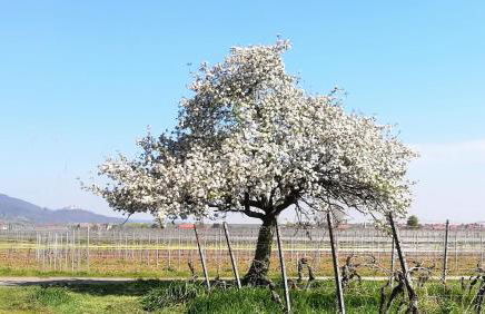 Ferienwohnung in ruhigem Viertel - Foto 18