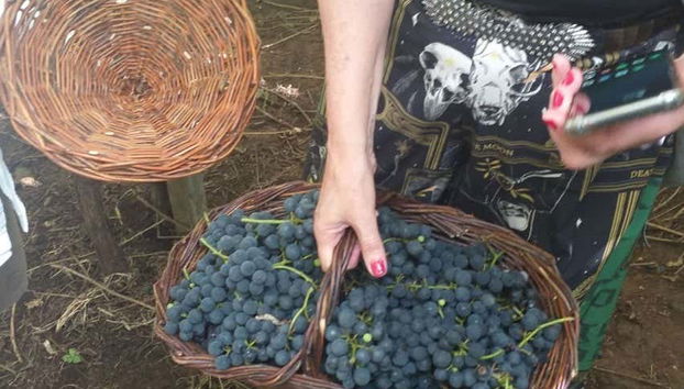 Un cesto pieno d'uva