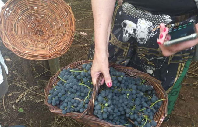 Escursione ai vigneti di Flores da Cunha - Foto 3