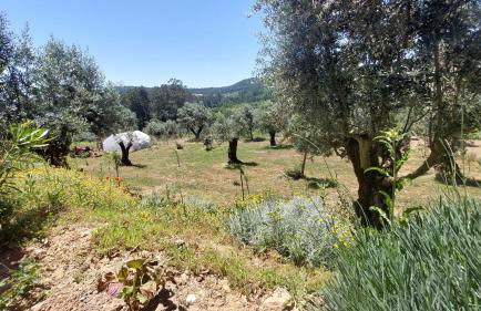 Quinta De Oliveiras - Foto 47