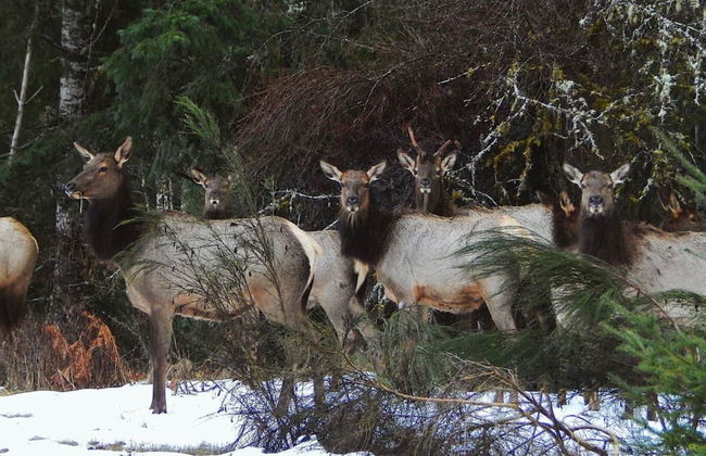 Packwood Ski & Vacation Getaway - Foto 31