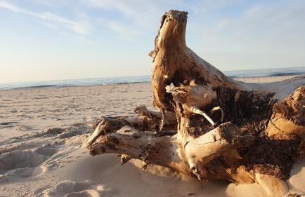 Słowińskie Widoki domki Flora, Fauna, noclegi Smołdziński Las - Foto 44