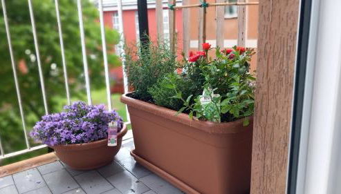 APPARTAMENTO RACHELE - Photo 3, Garden view