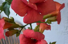 Thalia Bloom Villa Apartments - Foto 110