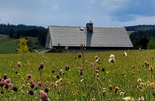 Tabaszówka - Foto 15