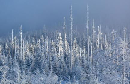 Ferienhaus im Bayerischen Wald - "Lindensalettl" mit Garten und Terrasse - Foto 51