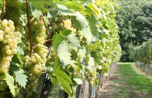 Farmica, Bed&Breakfast, Bazen izdvojen nekoliko minuta hoda - Foto 23