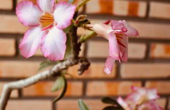 Casa com piscina, privativa, diarista, em condomínio, Bonito-Pe - Foto 51