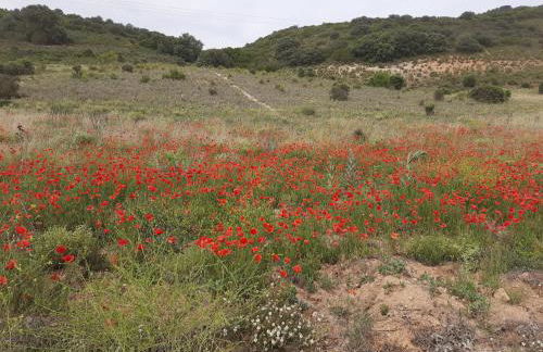 La Cachumba - Foto 21