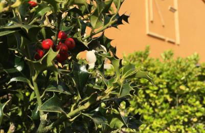 El cerro de cabañeros - Foto 15