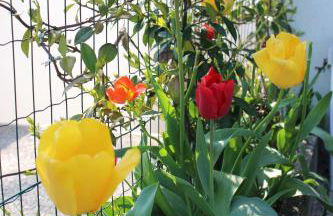 Casa EUROPA - Foto 12