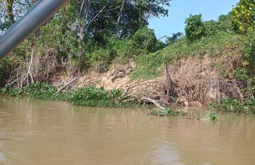 Barco Casa Pantanal Toca da Onça - Photo 55