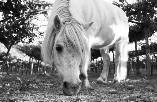 8 Grappoli Agritur - Foto 75