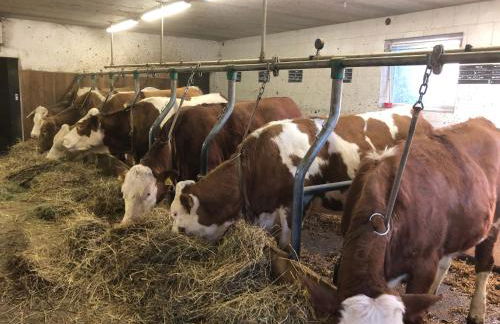 Alpinus Agriturism - Photo 70